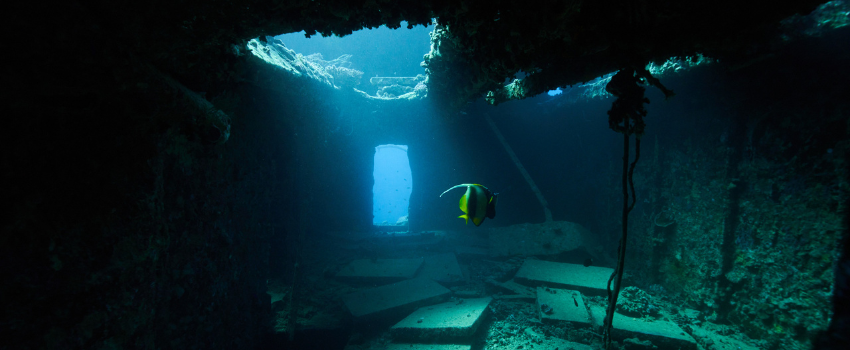 The dark interior of a shipwreck in the Red Sea, with sunlight streaming through a doorway and a yellow-and-black butterflyfish swimming in the center