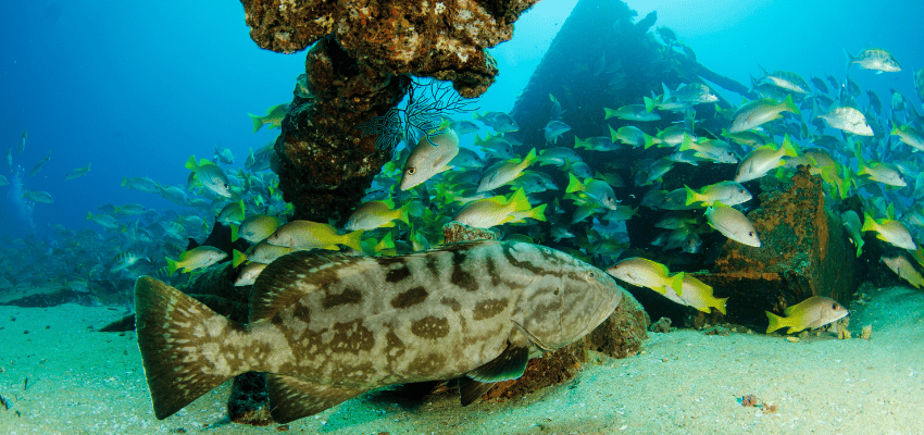 A large grouper and schools of yellow fish near an underwater structure, showcasing the abundant marine life in the Sea of Cortez, Mexico.