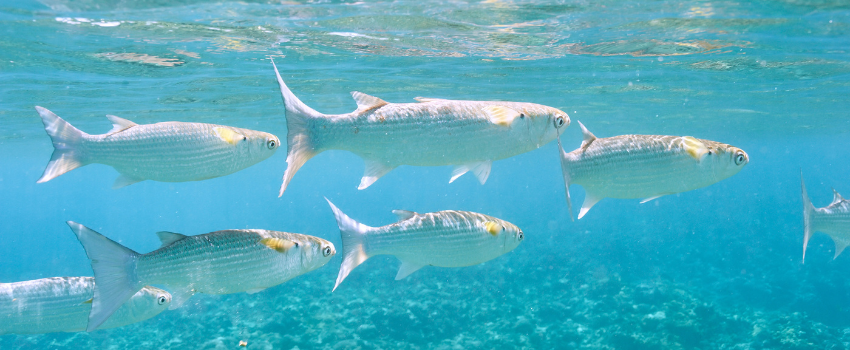 A wide-angle underwater shot in the Seychelles featuring a vibrant coral reef with large granite boulders, surrounded by a swirling school of fish under bright, clear blue water.