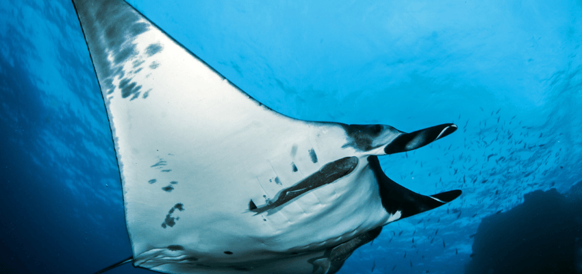 A giant Pacific manta ray gliding through clear blue water, a famous big-animal encounter when diving at Socorro Island, Mexico.
