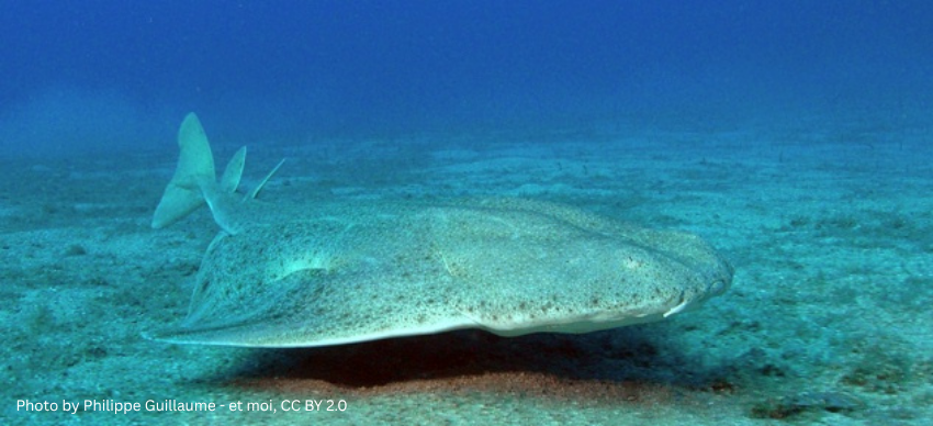 An angel shark with a flat, sand-colored body and dark mottled spots resting on a sandy seabed, perfectly camouflaged against the ocean floor. 
