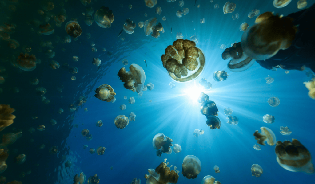 A sun-drenched underwater view of golden jellyfish swimming in the clear blue waters of Palau's Jellyfish Lake.
