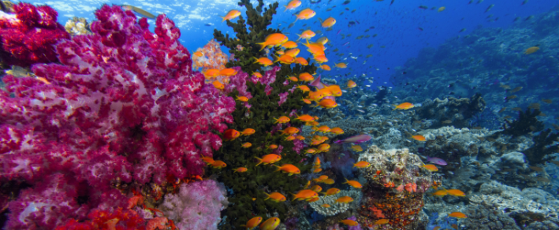 Top 7 Destinations for Scuba Diving in October 2026 | Divebooker