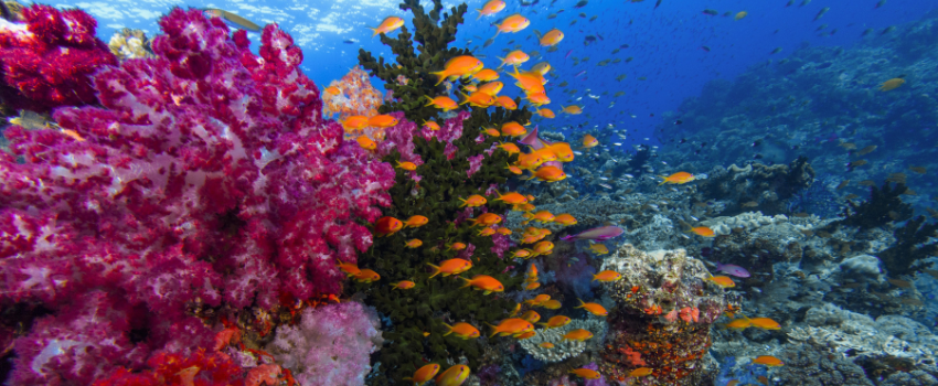 Vibrant, blooming pink and purple soft corals in Fiji’s crystal-clear water
