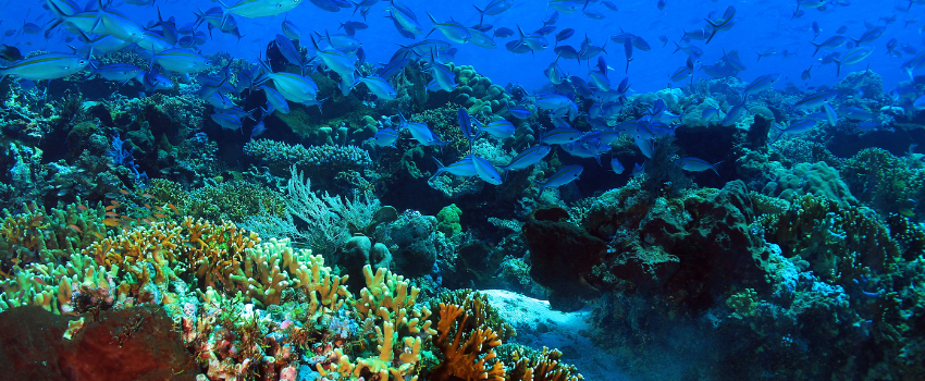 Vibrant soft corals and schools of fish in the nutrient-rich currents of Komodo National Park, Indonesia. 