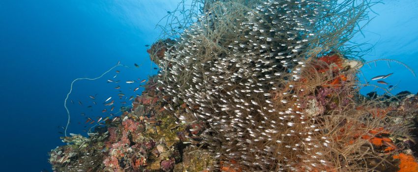 A large school of Glassfish and other fish with coral and sponges on the mast of the Chuyo Maru wreck, a Japanese cargo ship attacked that sank in 1944 during WWII in the waters of Palau, Micronesia. 