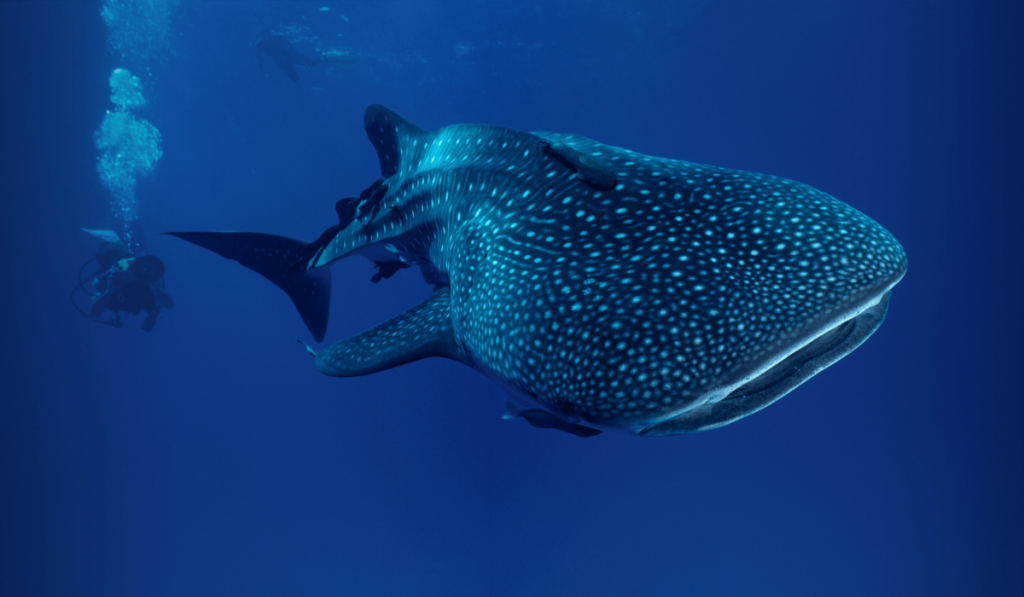 A massive whale shark swimming alongside a scuba diver during a shark diving trip in Mexico