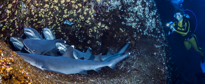 Whitetip reef sharks resting on a rock ledge during a Socorro Islands shark diving liveaboard trip