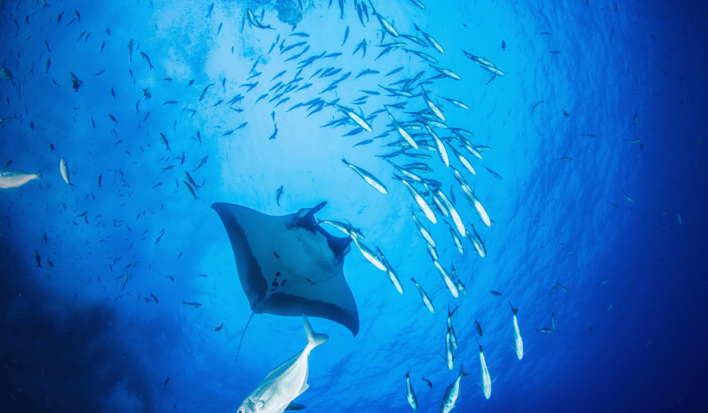 A giant oceanic manta ray swimming through a school of small fish in the deep blue waters of Socorro, Mexico.