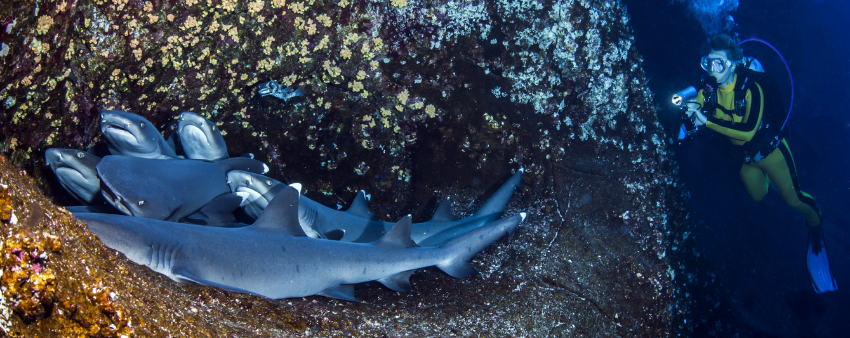A scuba diver underwater looking up at a massive school of sharks swirling in a bait ball formation in the clear blue waters of the Revillagigedo Archipelago. 