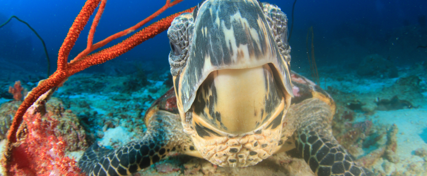 green sea turtle swimming over a healthy coral garden on the Great Barrier Reef in bright, clear spring conditions 