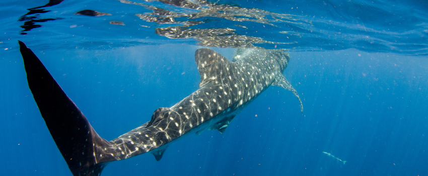 A juvenile whale shark swimming near the surface in the Sea of Cortez during peak shark season