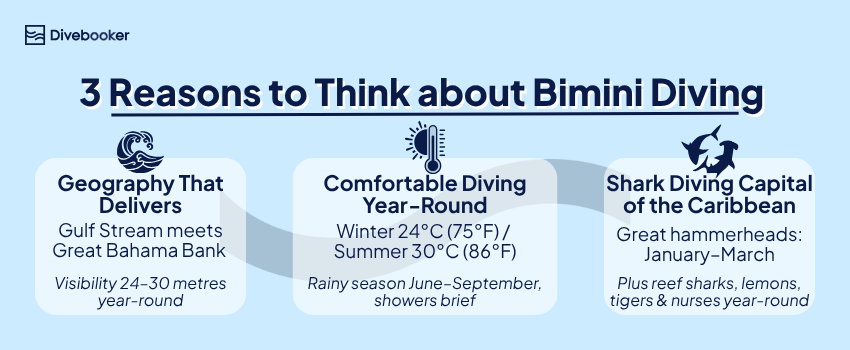 Infographic: three reasons to think about Bimini Diving – geography, year‑round comfort, shark diving. 