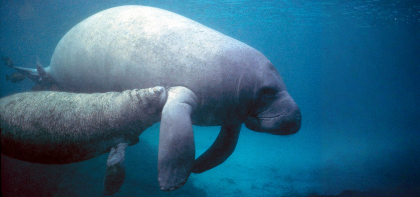 A West Indian manatee and calf swimming in a shallow Caribbean lagoon. 
