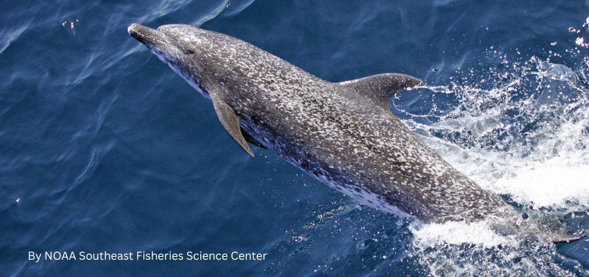 Atlantic spotted dolphin (Stenella frontalis) The original NOAA image has been modified by adjusting tone and brightness. 