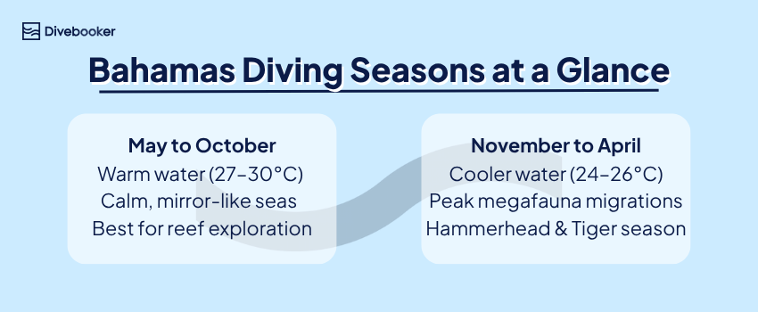 Bahamas Diving Seasons at a Glance Infographic chart showing Bahamas diving seasons, monthly water temperatures, visibility ranges, and peak shark migration windows.