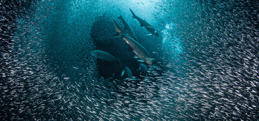 Predatory tarpon swim through a thick school of silversides as they swarm in a submerged cavern on the island of Grand Cayman. Silversides are seasonal and serve as prey to many reef predators.
