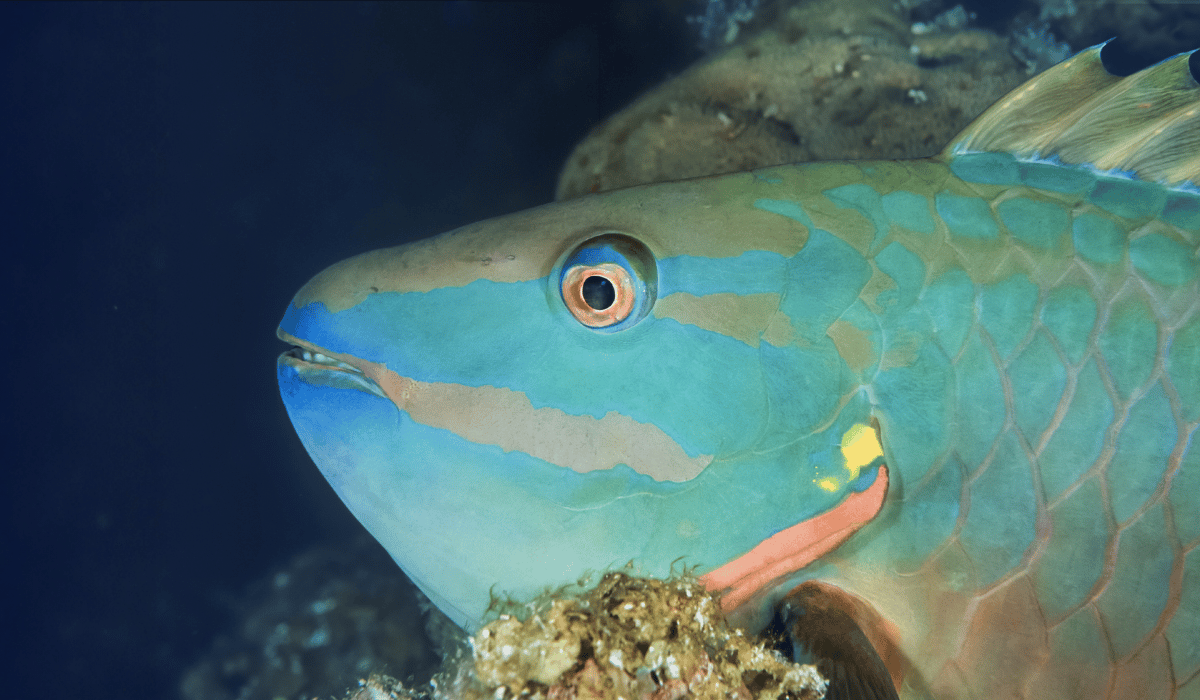 Close-up of a tropical parrot fish (Scarus vetula) in Belize, Caribbean Sea.