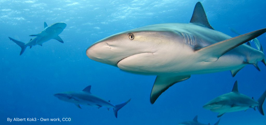 A group of sleek Caribbean reef sharks cruising along a reef edge. 