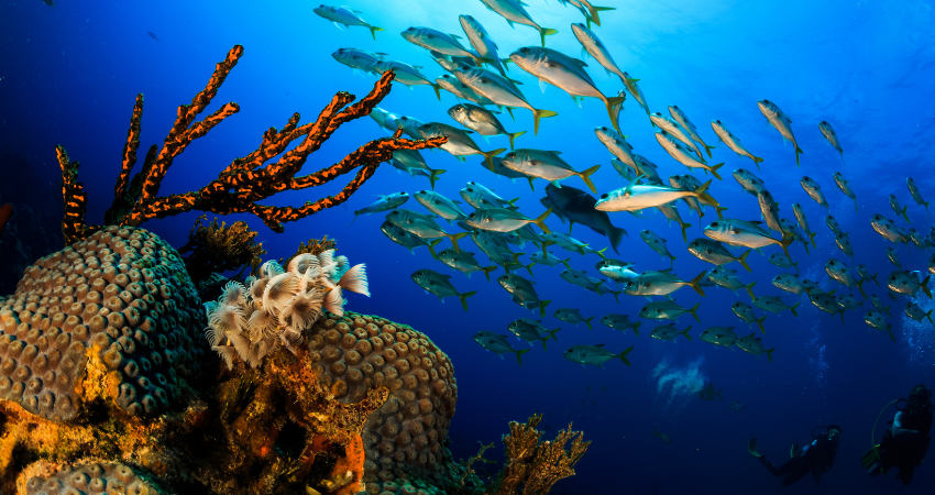 Colony Feather Dusters on hard coral with schooling jacks fish in background, Grand Bahama, Bahamas Colony Feather Dusters on hard coral with schooling jacks fish in background, Grand Bahama, Bahamas