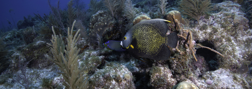 French angelfish and queen angelfish swimming near coral reef sponges. 