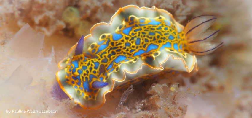 A vibrant, colorful nudibranch sea slug on a reef sponge. 