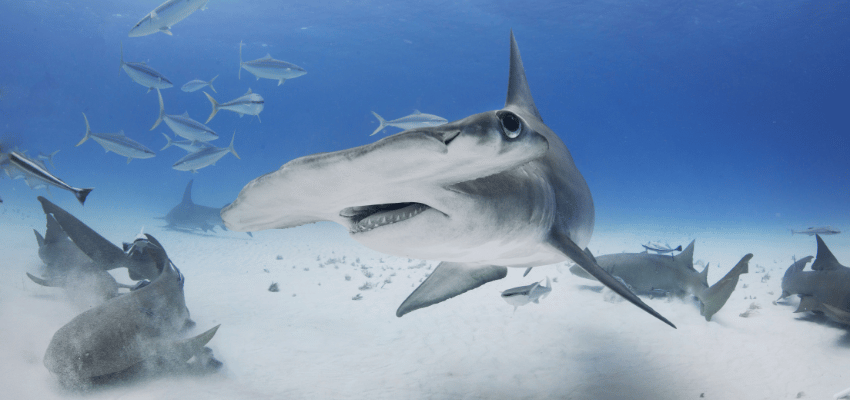 Great Hammerhead Shark turns with fins down during Bimini diving