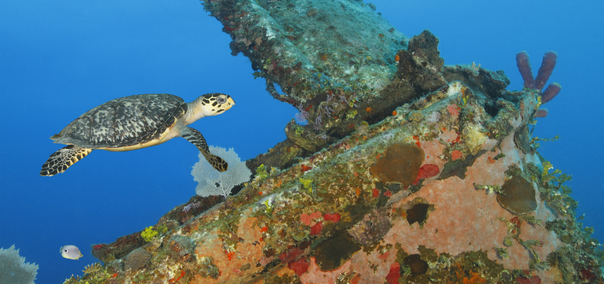A critically endangered hawksbill turtle swimming over a shipwreck in Roatan, Honduras. 