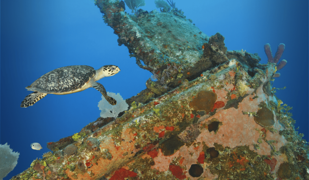 A Hawksbill sea turtle swimming gracefully over the coral-covered remains of a shipwreck in the clear blue waters of Roatán, Honduras.