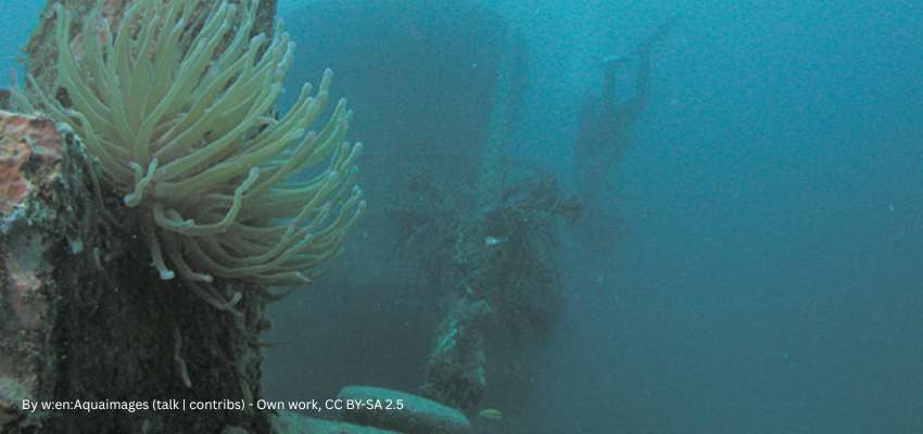 Divers and anemone on the MV River Taw wreck 