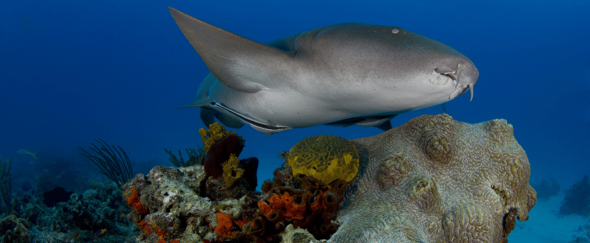 Nurse Shark in the Bahamas 