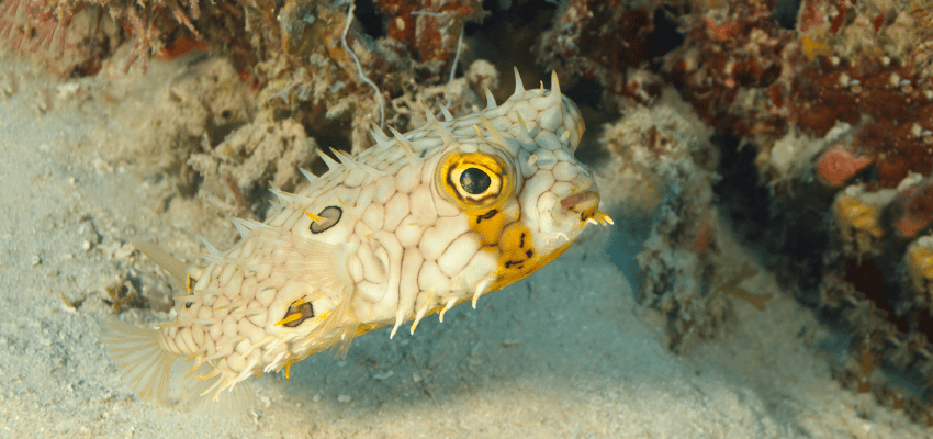 Web Burrfish (Chilomycterus antillarum) Swimming Next to a Patch of Coral Reef - Roatan, Honduras