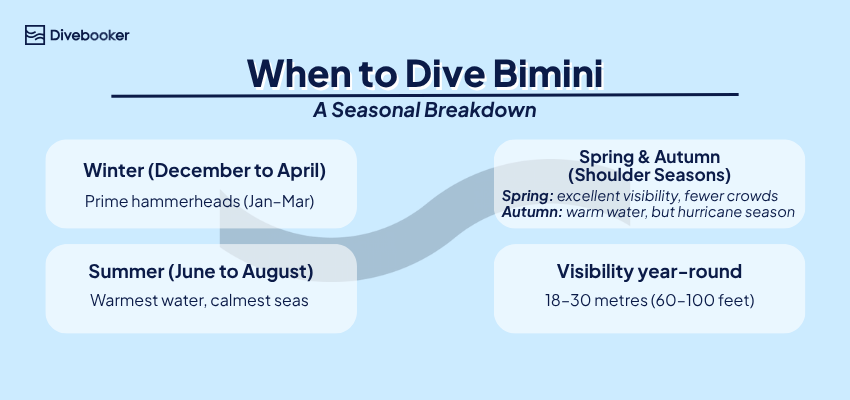 Seasonal infographic: when to dive Bimini – winter for hammerheads, summer for warm calm seas, visibility 18–30m. 