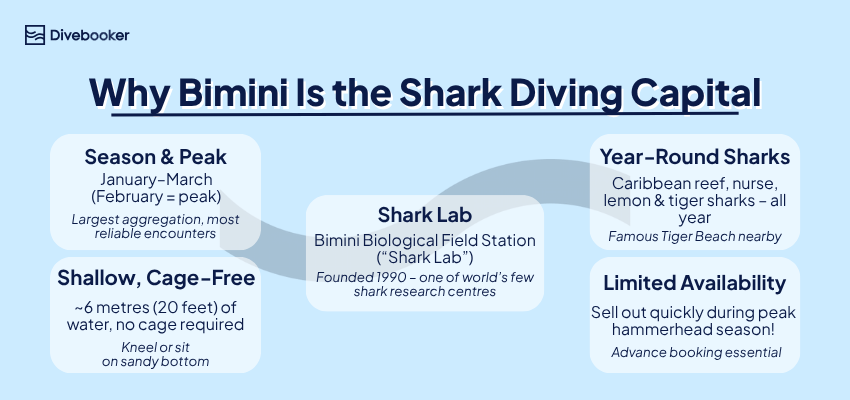 Infographic: Bimini great hammerhead shark diving – season Jan–Mar, shallow 6m, no cage, book ahead, shark lab. 