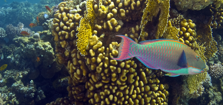 parrotfish and coral A vibrant green and blue stoplight parrotfish swimming past soft sea fans and hard structures on a shallow coral reef in the Bahamas.