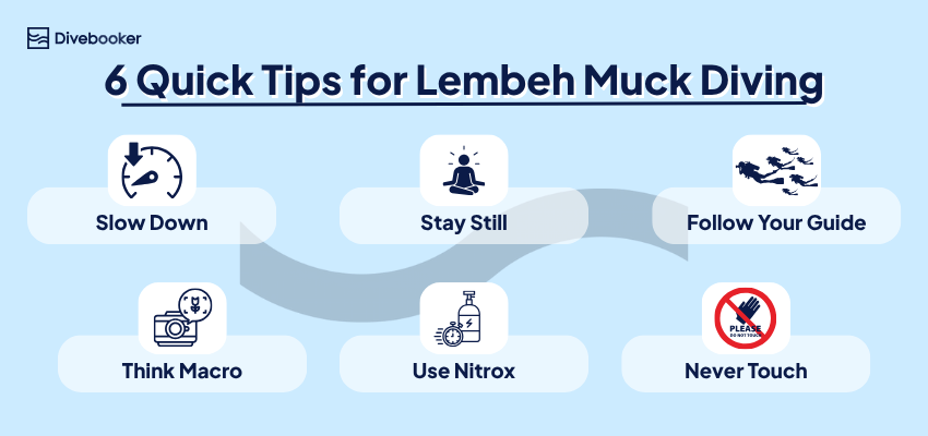 Infographic with six quick tips for muck diving in Lembeh: slow down, stay still, follow your guide, think macro, use Nitrox, and never touch marine life