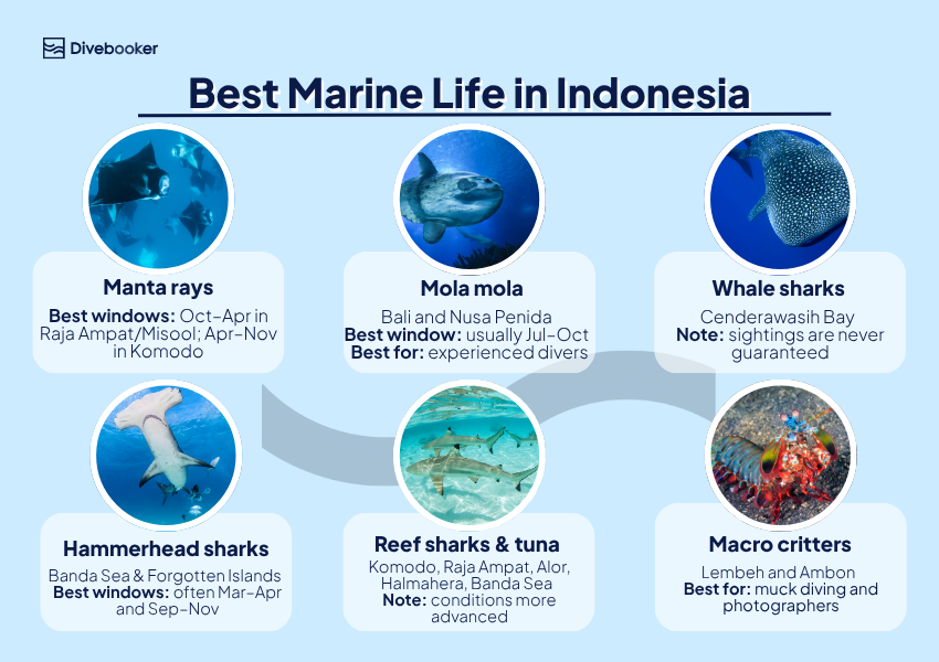 Infographic showing the best marine life to see in Indonesia by region and season