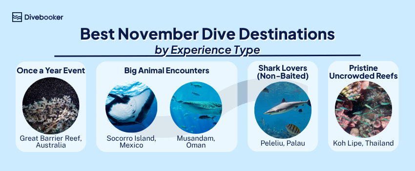 Infographic by Divebooker showing the best November dive destinations categorized by experience type, including the Great Barrier Reef, Socorro Island, Musandam, Palau, and Koh Lipe