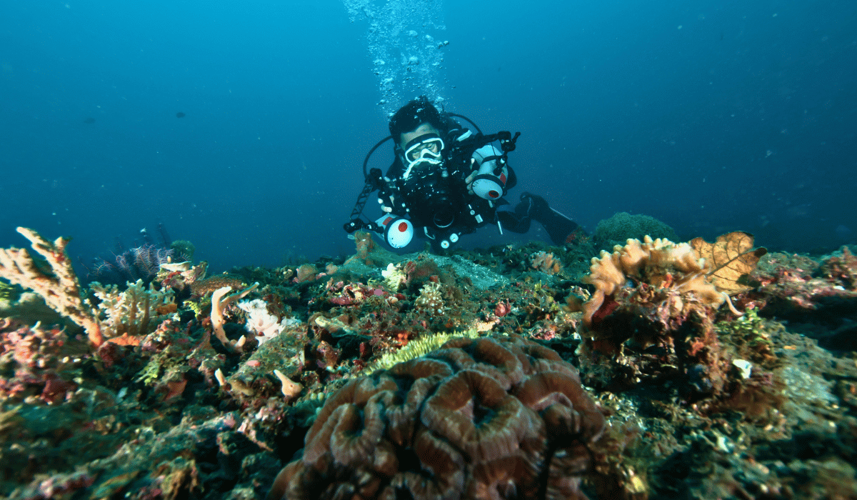 Scuba diver with a camera photographing coral and reef life underwater in Lembeh, Indonesia