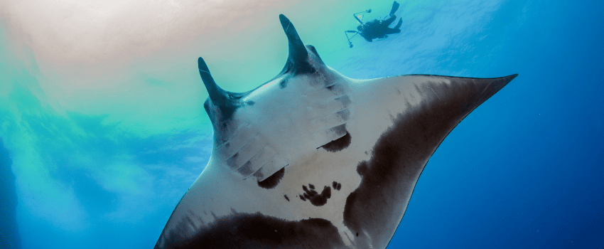 scuba diving in socorro island mexico during the november liveaboard season with giant oceanic manta rays