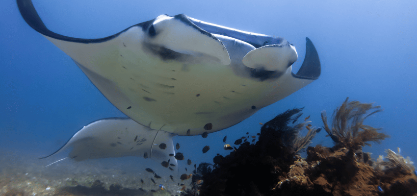 Two manta rays swimming over a reef in Komodo National Park