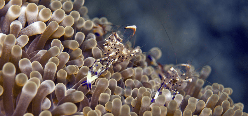 Close-up of an anemone shrimp among anemone tentacles, showing the small macro life found in Lembeh.