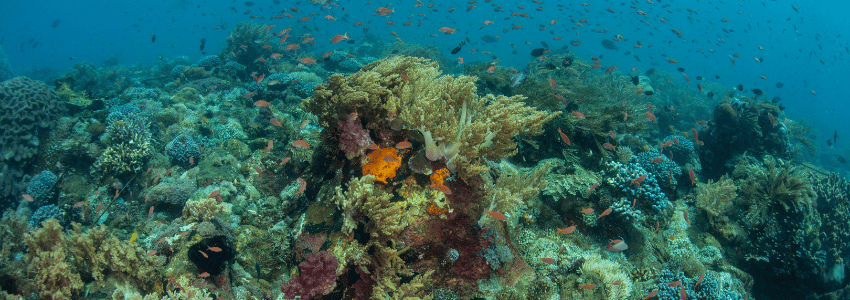 Healthy coral reef near Alor, Indonesia