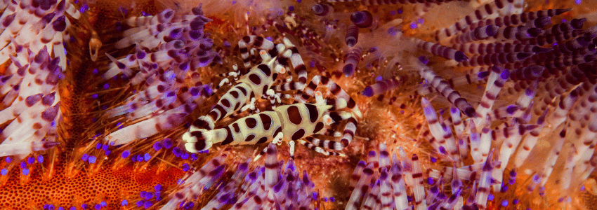 Coleman shrimp on a fire sea urchin in Ambon, Indonesia