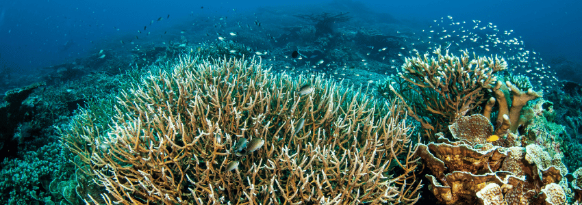 Hard coral reef in the Banda Sea, Indonesia