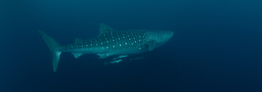 Whale shark swimming in Cenderawasih Bay, Indonesia