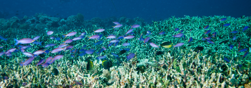 Coral reef and schooling fish in the Derawan Islands