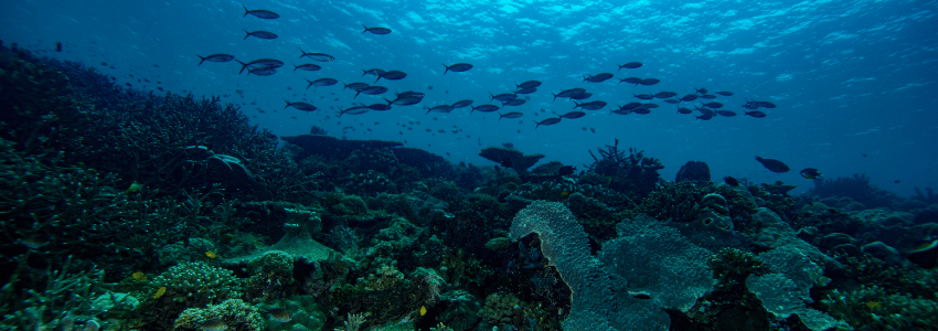 Coral reef with schooling fish in Halmahera, Indonesia