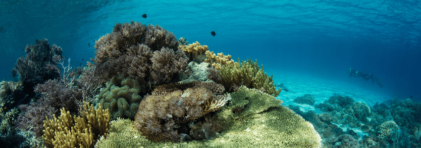 Coral reef in Komodo National Park, Indonesia