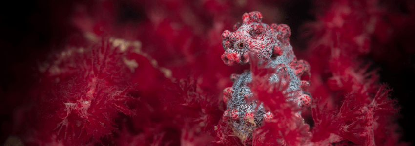 Pygmy seahorse on a gorgonian coral in Lembeh Strait